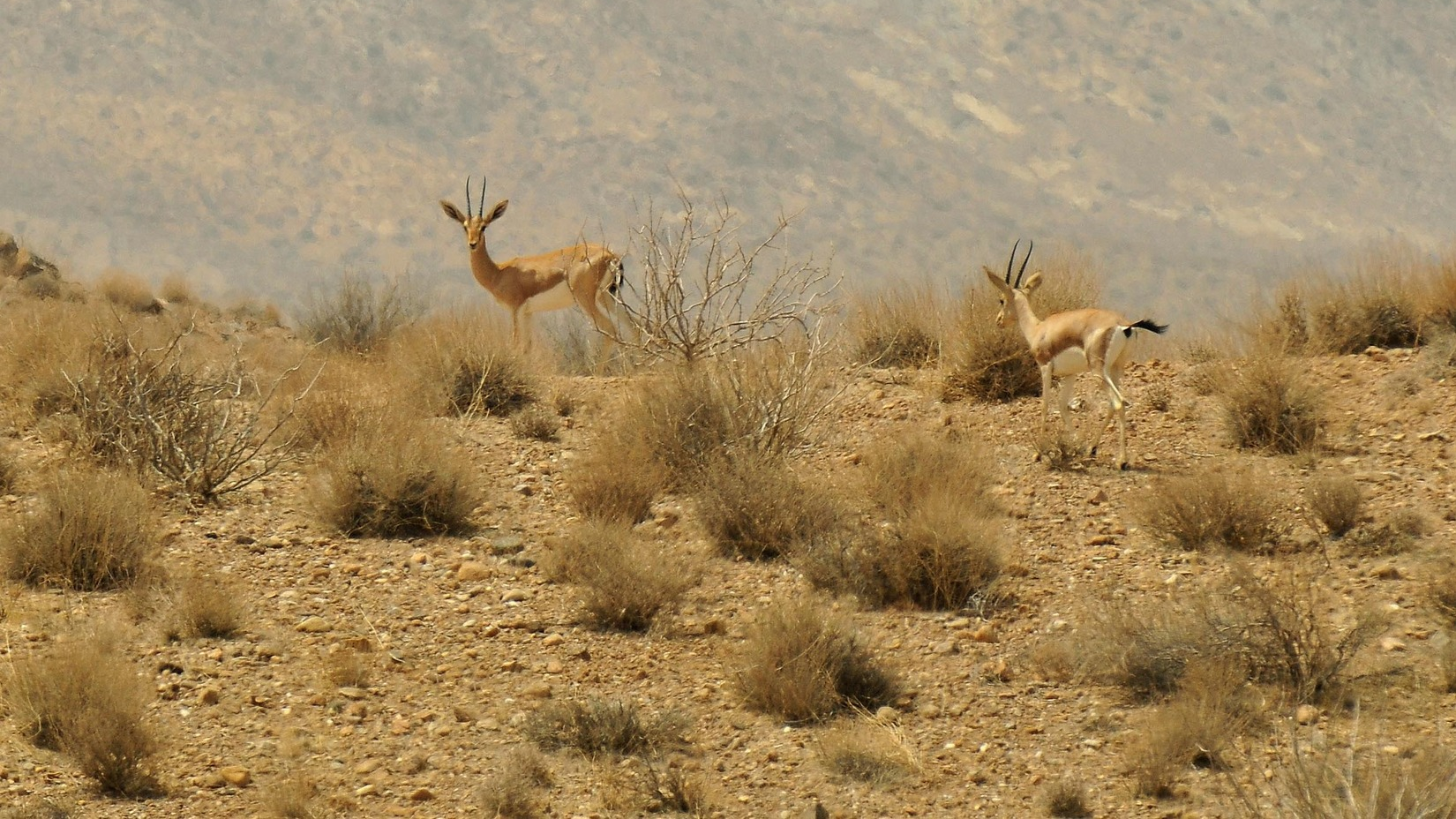 Hormod Protected Area; The Habitat of the World’s Smallest Ovis